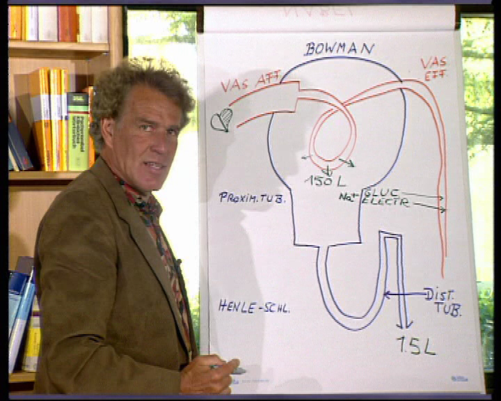 niere blase physiologie 