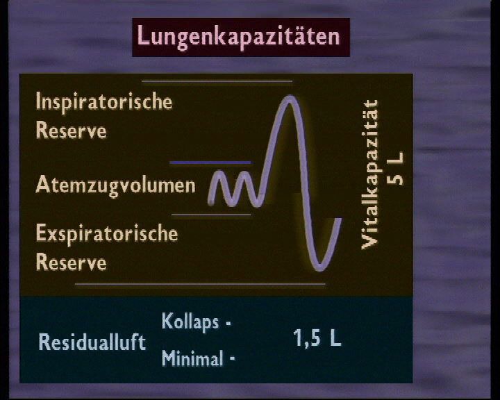 lungenkapazitaeten 