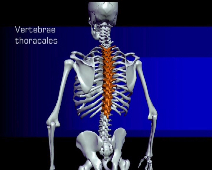 vertebrae thoracales