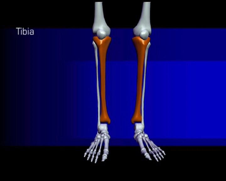 tibia