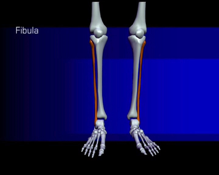 fibula