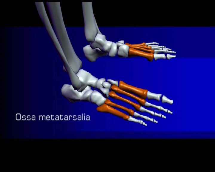 ossa metatarsalia