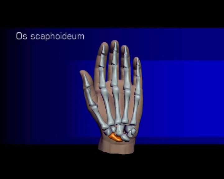 os scaphoideum