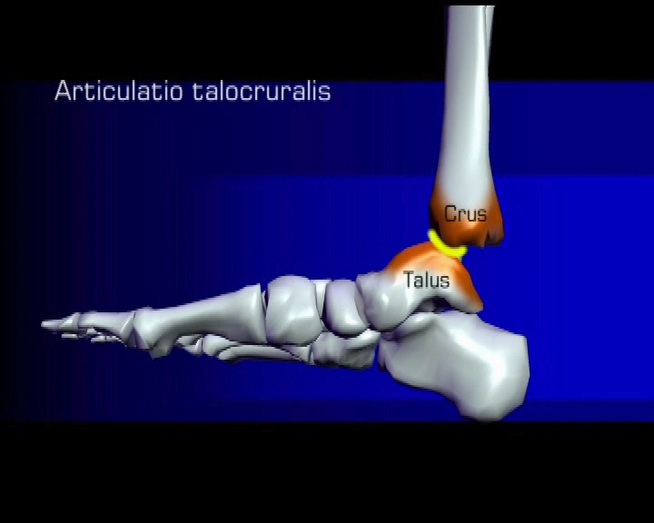 articulatio talocruralis