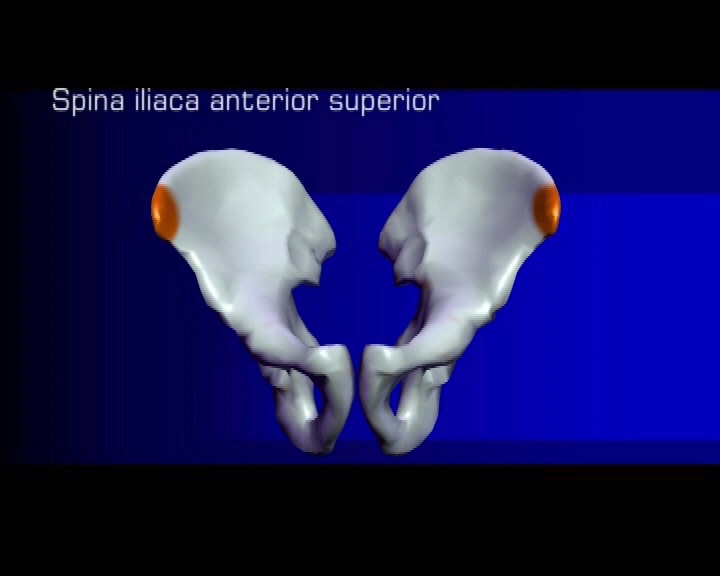 spina iliaca anterior superior