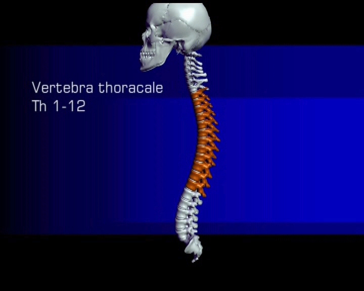 vertebra thoracale Th 1-12