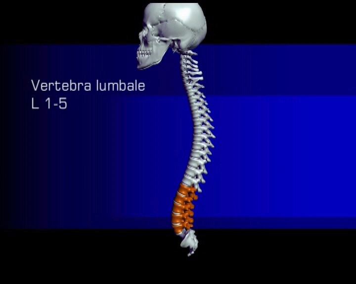 vertebra lumbale L 1-5