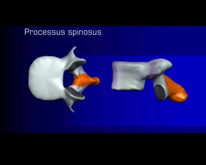 processus spinosus
