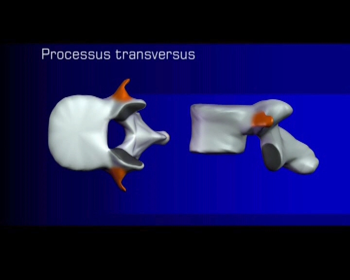 processus transversus