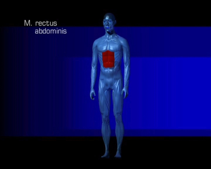 musculus rectus abdominis