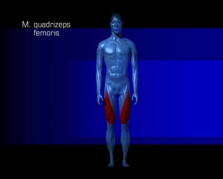 musculus quadrizeps femoris
