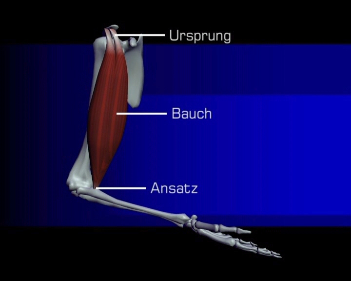 muskelbauch 