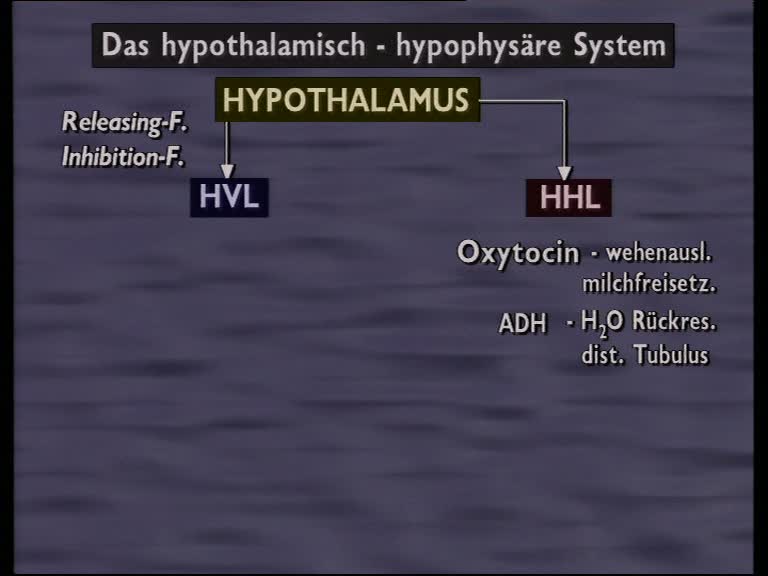 hypothalamus