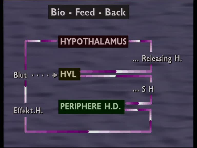 hormoneller regelkreis