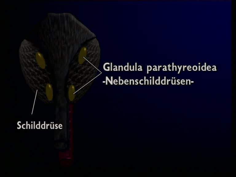 glandula parathyreoidea 