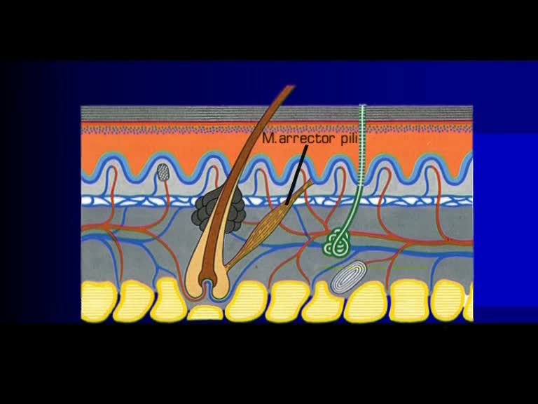 musculus arrector pili 