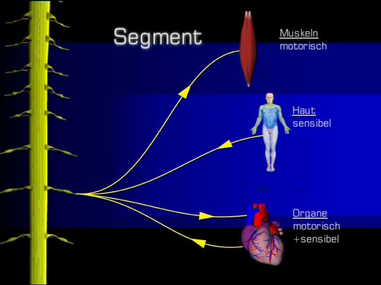 segment