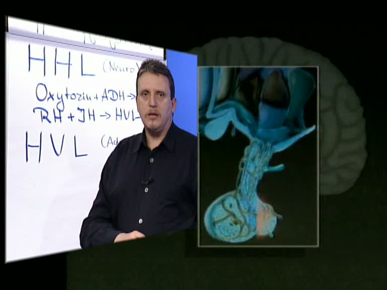 hypophyse 