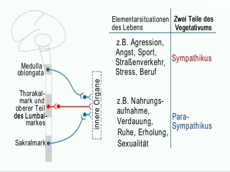 vegetativum 