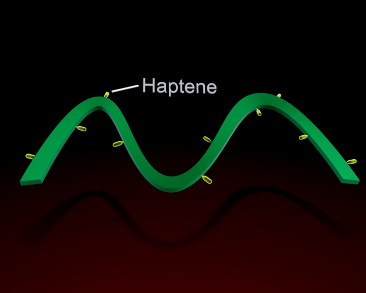 haptene