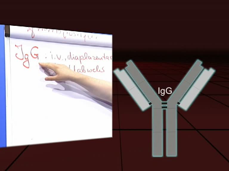 igg
