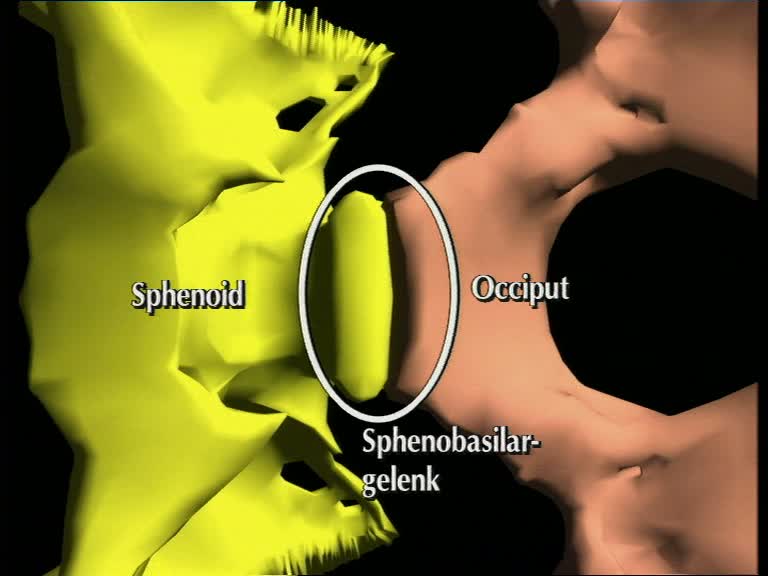sphenoid 
