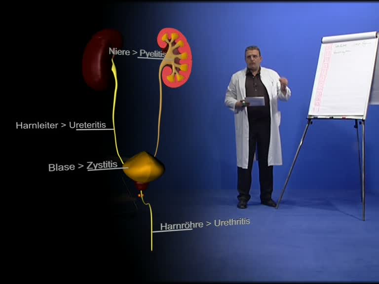 urogenitaltrakt