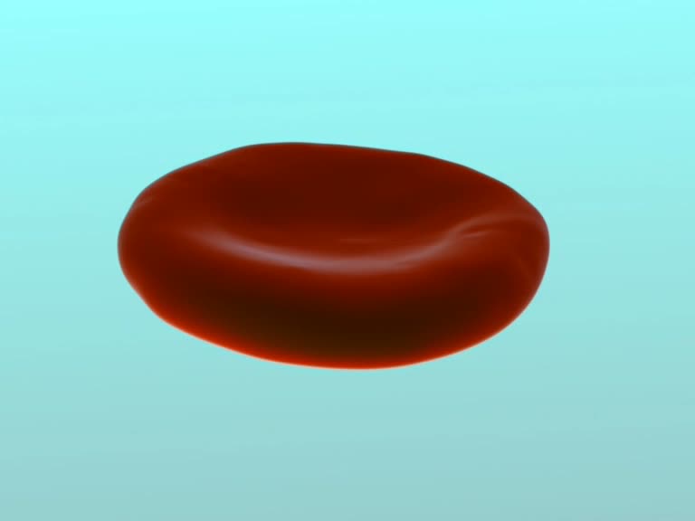 erythrozyt 