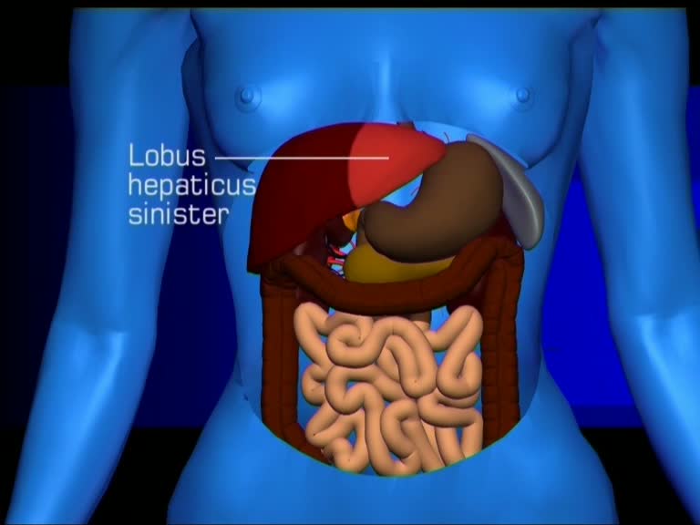 lobus hepaticus sinister