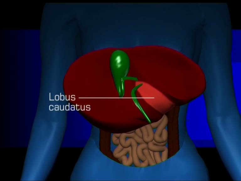 lobus caudatus