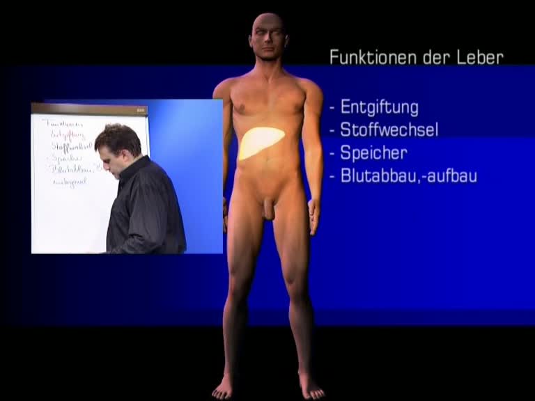 leberfunktion speicherung