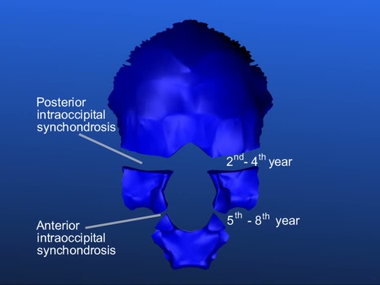 ossification