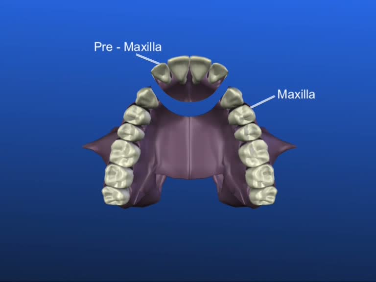 maxilla