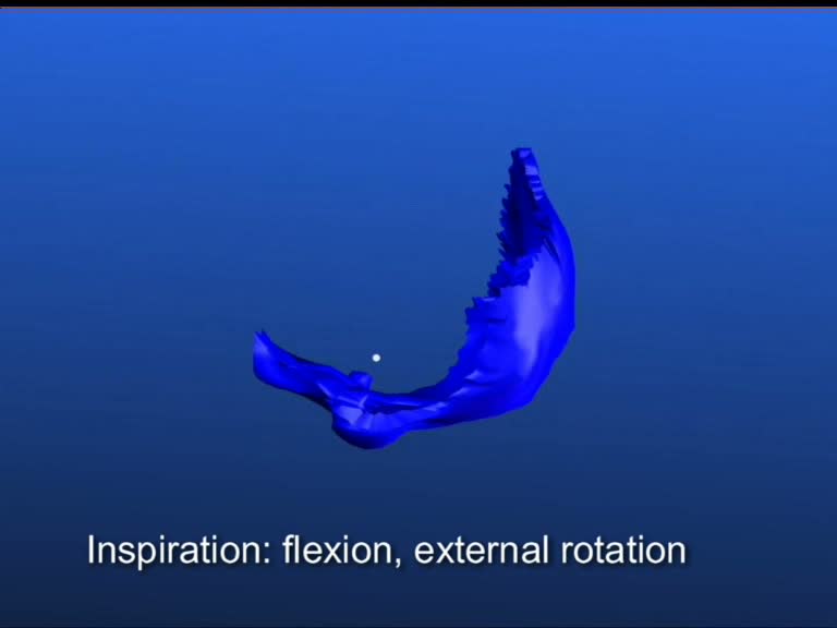 occipital bone inspiration flexion external rotation