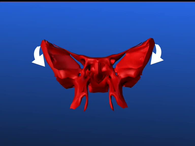 sphenoid bone