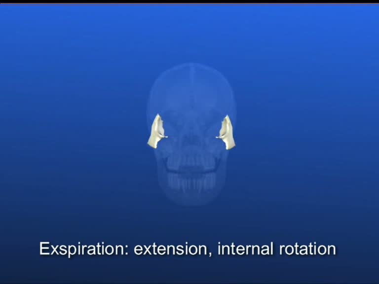 zygomatic bone expiration extension internal rotation