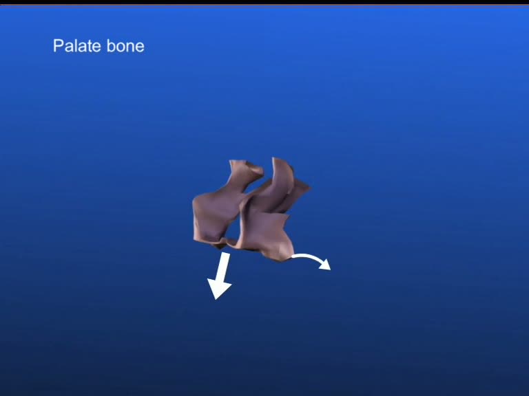 palate bones pyramidal process cranial base 