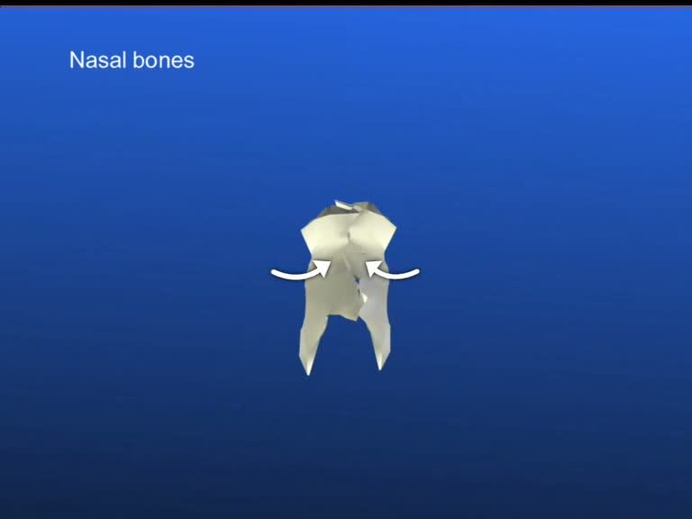 nasal bones perform an external rotation