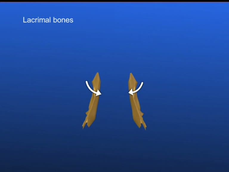 lacrimal bones perform an external rotation