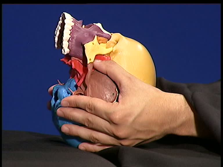 occipito-sphenoidal palpation according to Becker
