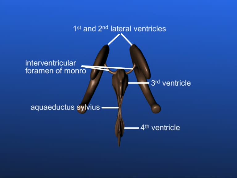 lateral ventricles aquaeductus sylvius foramen of monroe