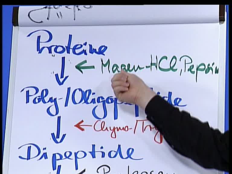proteine 