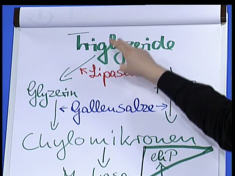 triglyceride 