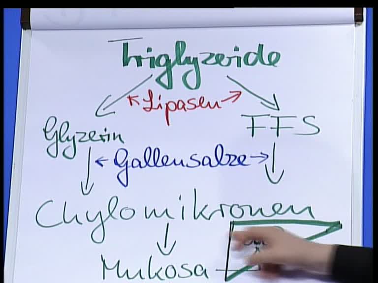 lipasen
