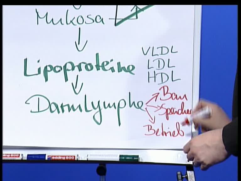 darmlymphe 
