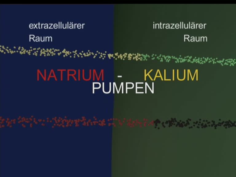 natrium-kalium-pumpe 