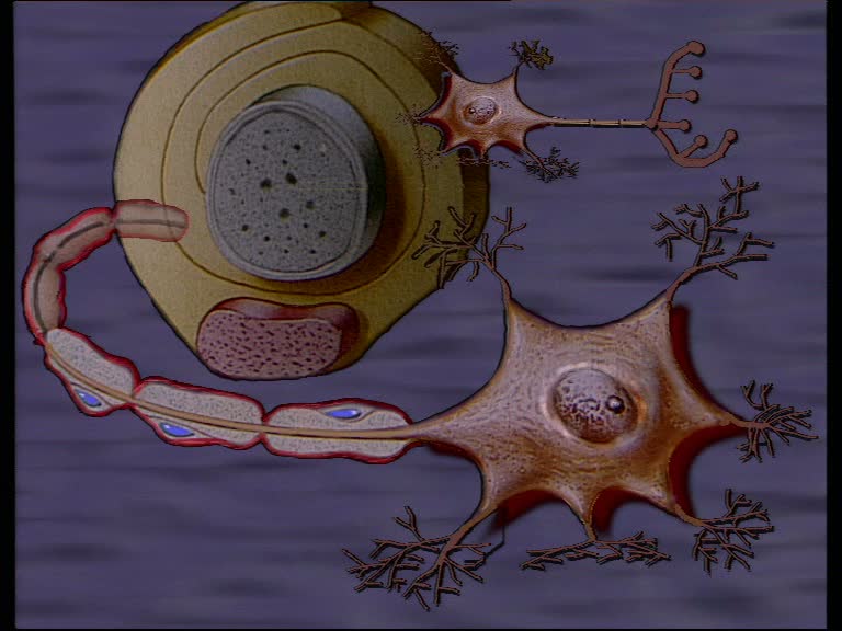 neuron dentriten 