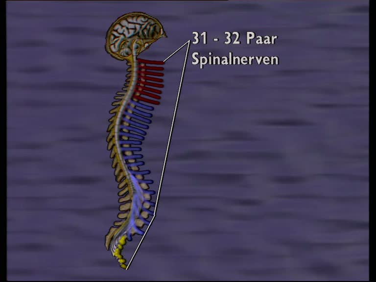 spinalnerven 