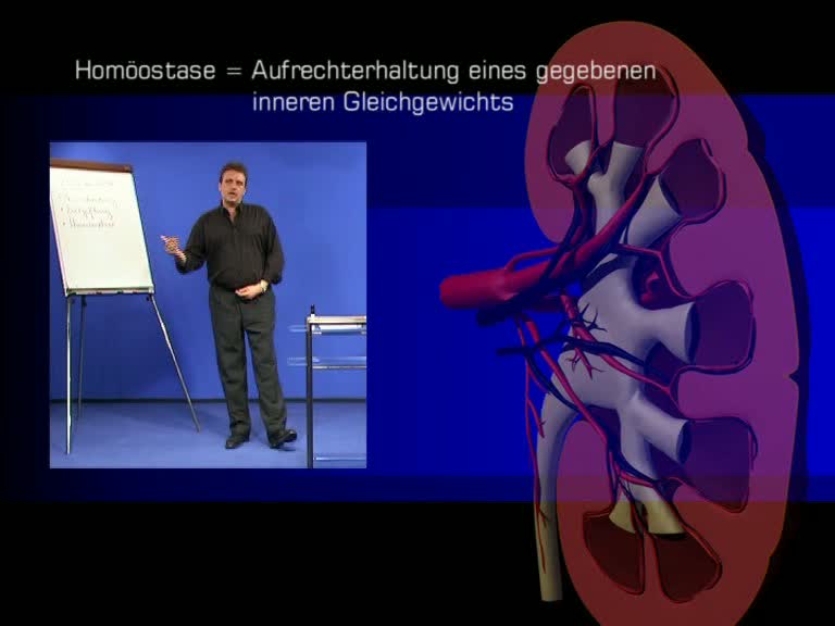 homoeostase 