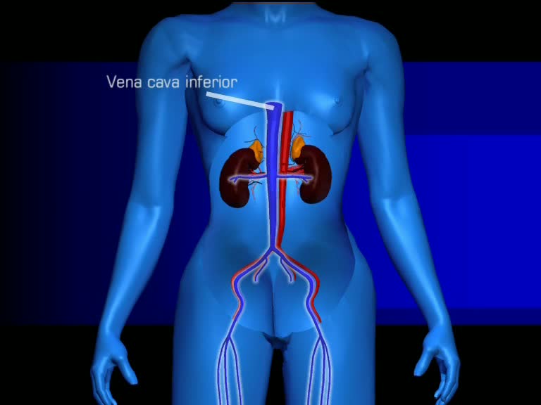 vena cava inferior 